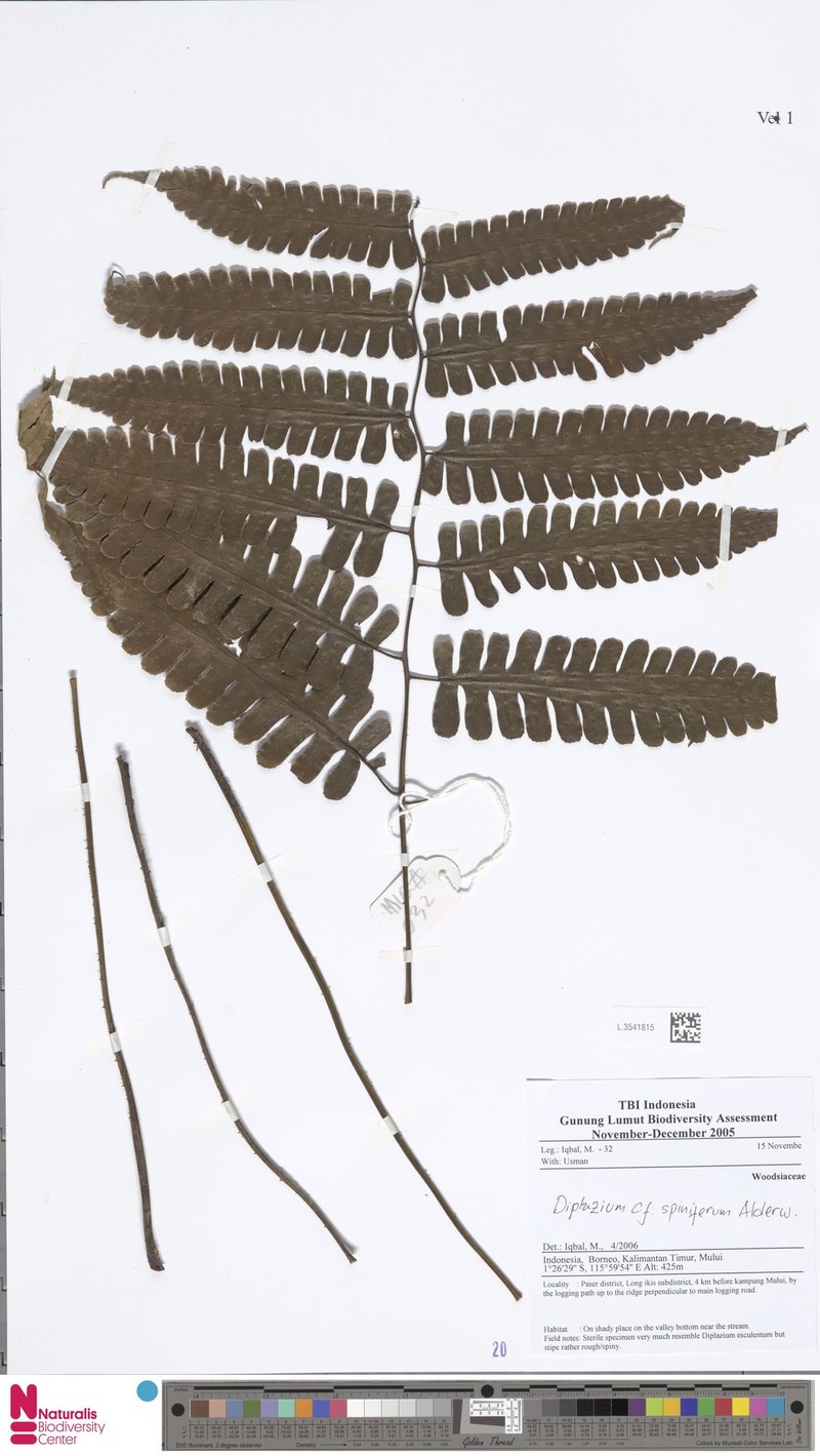 Diplazium spiniferum