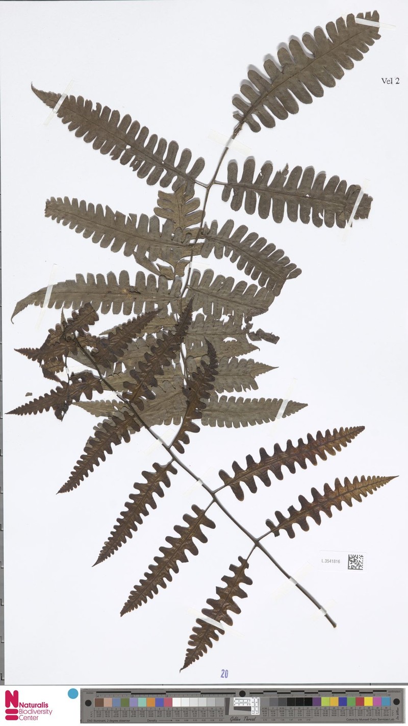 Diplazium spiniferum photo 2