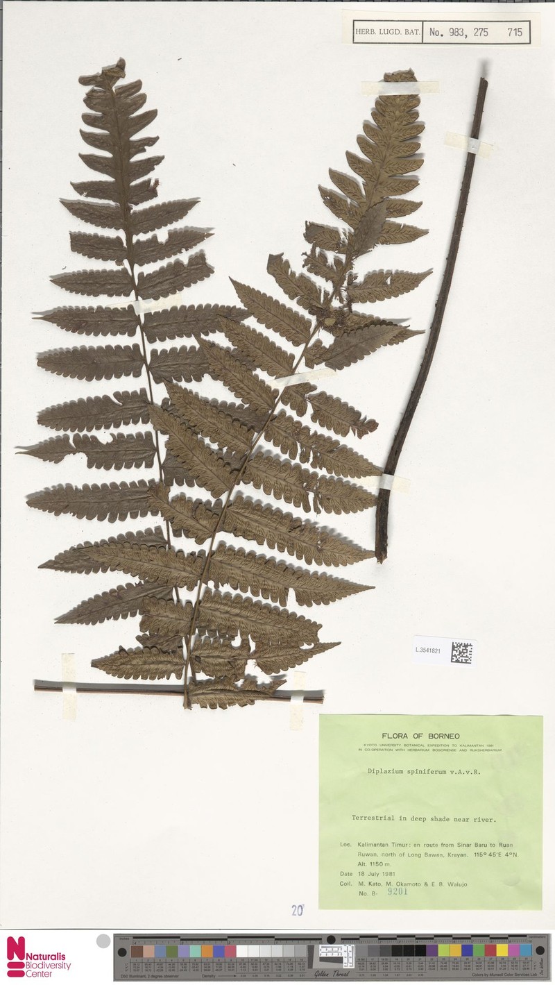 Diplazium spiniferum photo 3