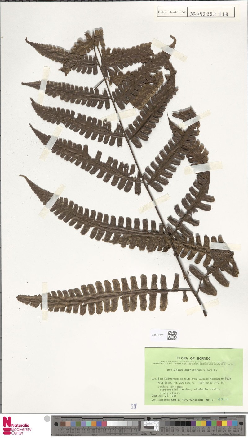 Diplazium spiniferum photo 4