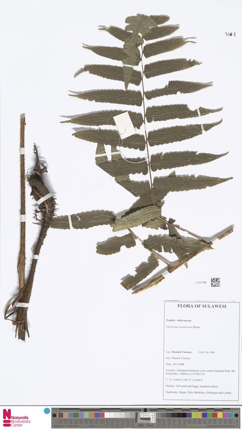 Diplazium spinulosum