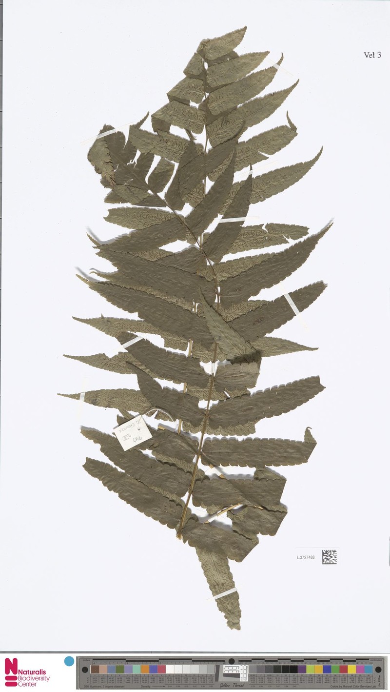Diplazium spinulosum photo 2