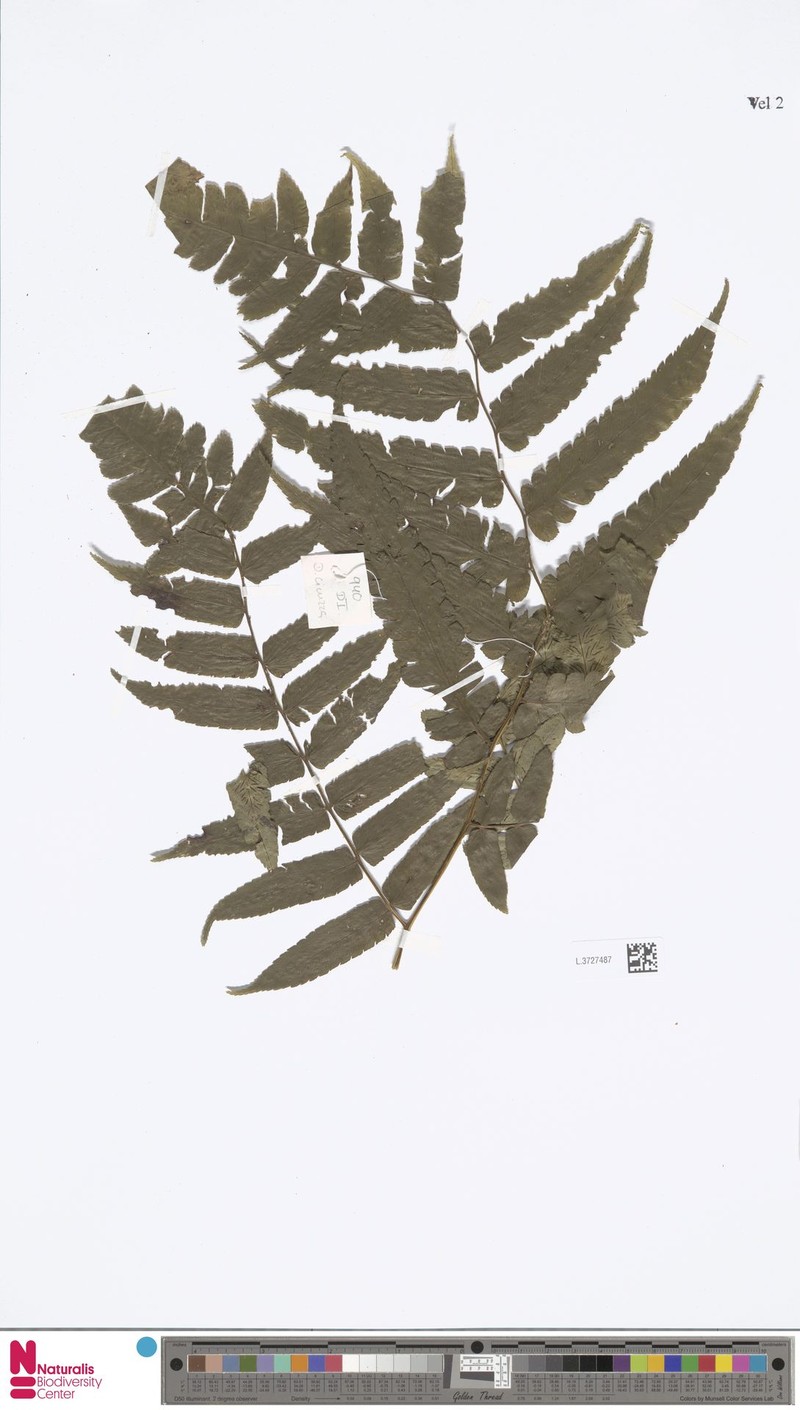 Diplazium spinulosum photo 3