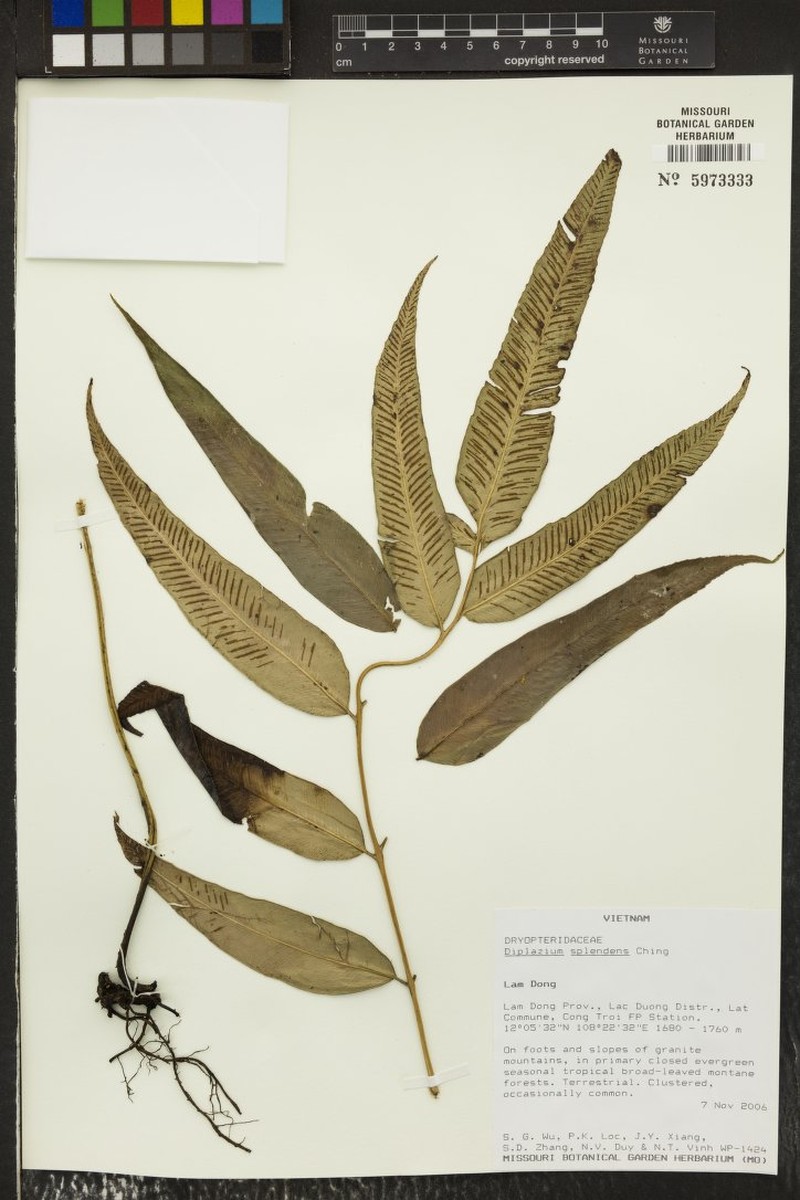 Diplazium splendens