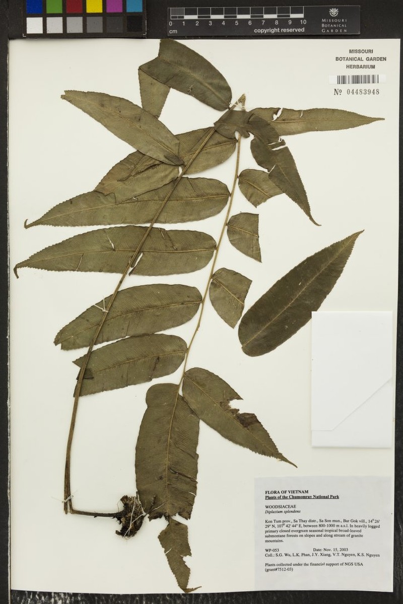 Diplazium splendens photo 2