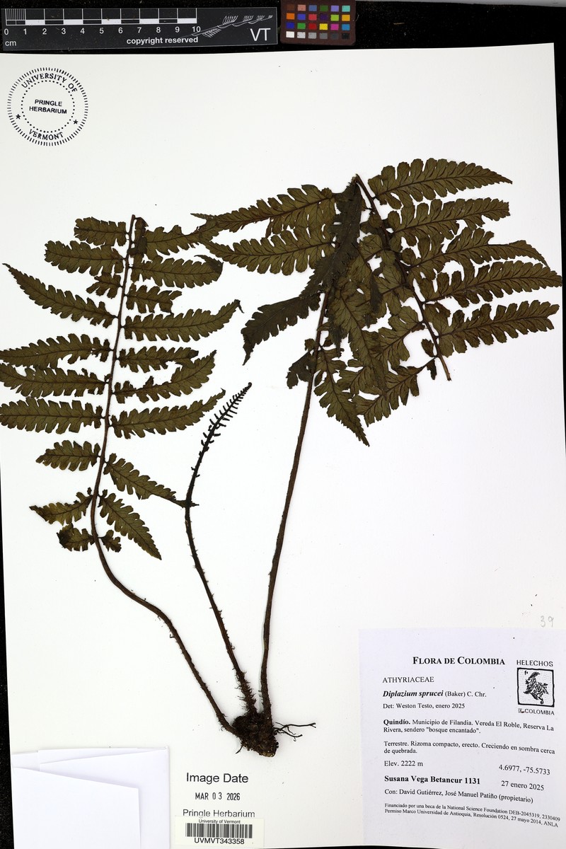 Diplazium sprucei photo 4