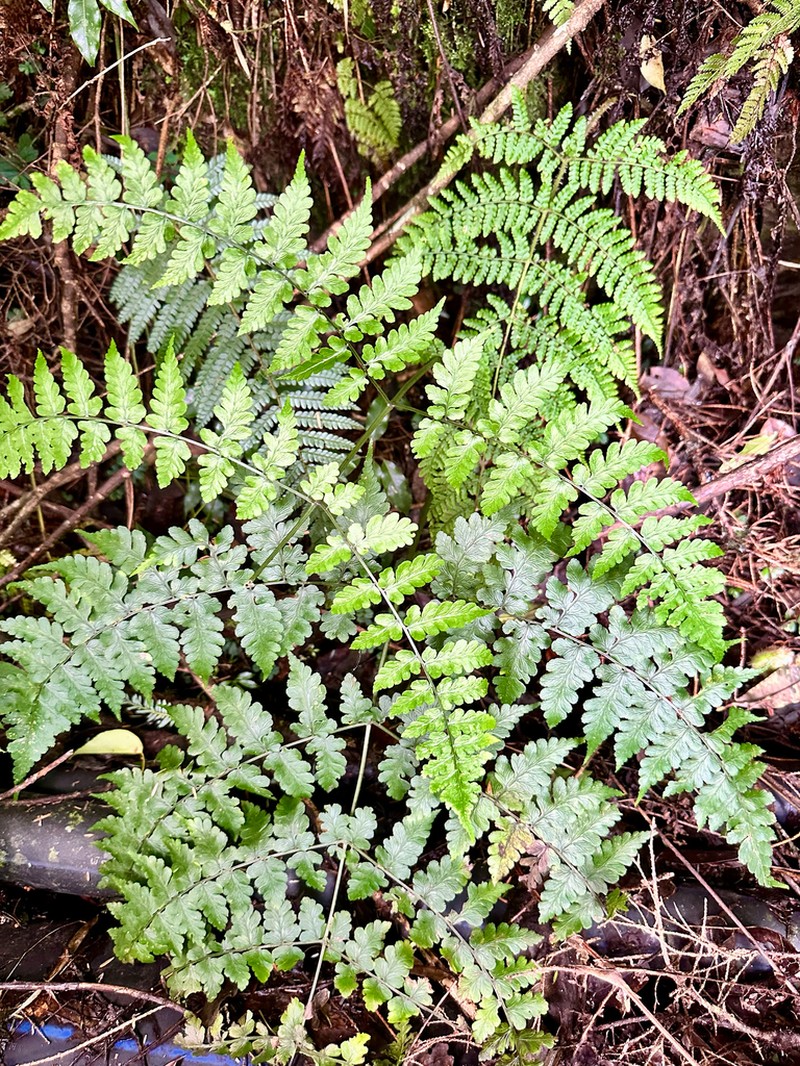 Diplazium squamigerum photo 2