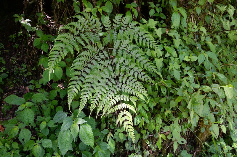 Diplazium squamigerum photo 3