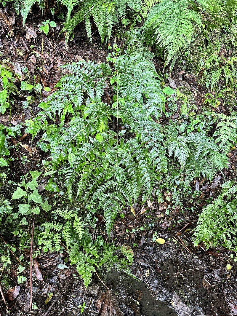 Diplazium squamigerum photo 4