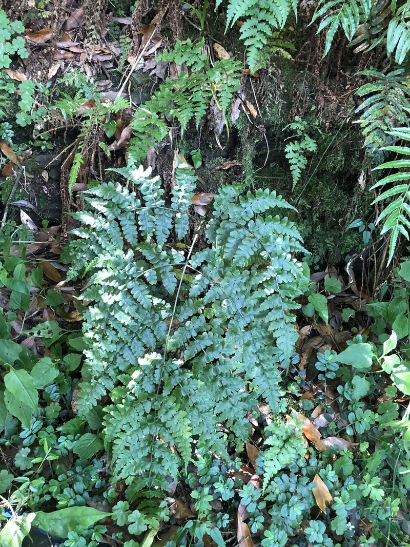 Diplazium squamigerum photo 5