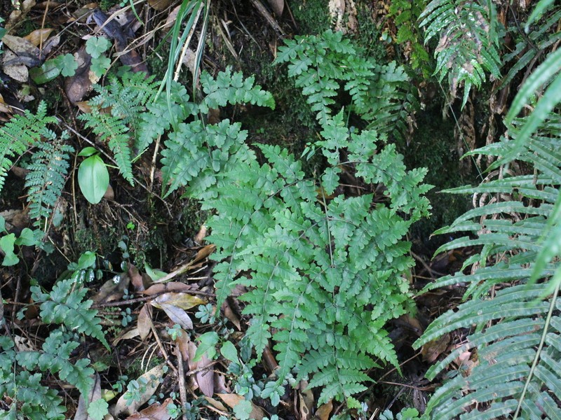 Diplazium squamigerum photo 6