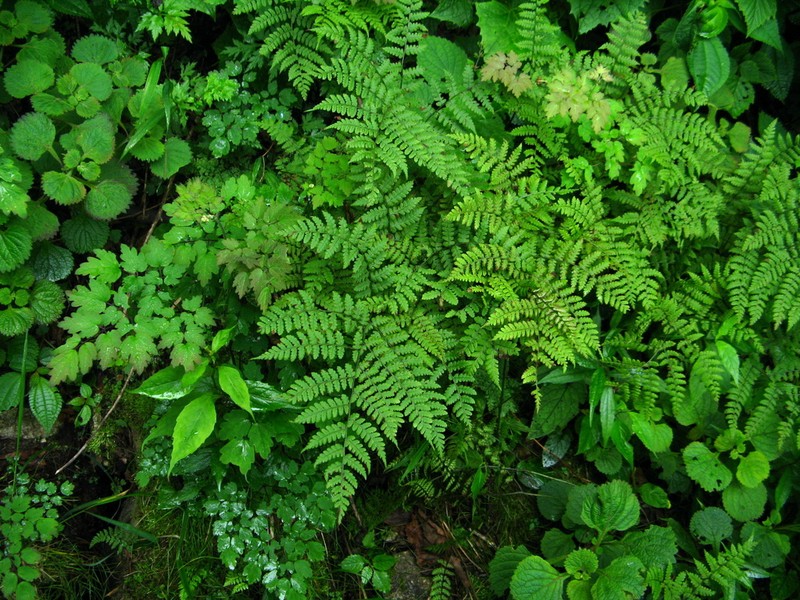 Diplazium squamigerum photo 7