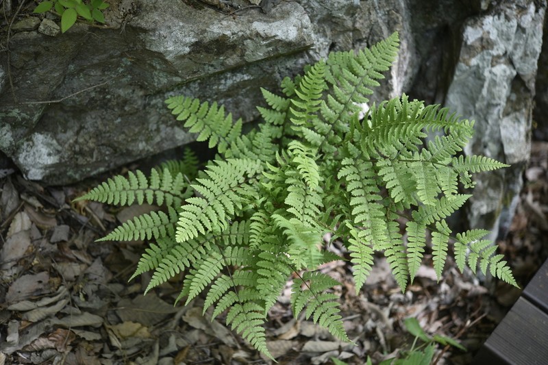 Diplazium squamigerum photo 8