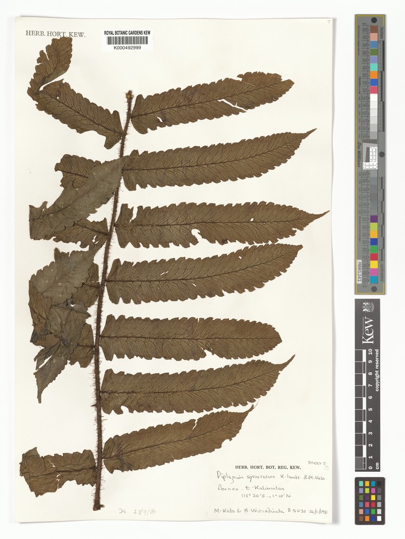 Diplazium squarrosum