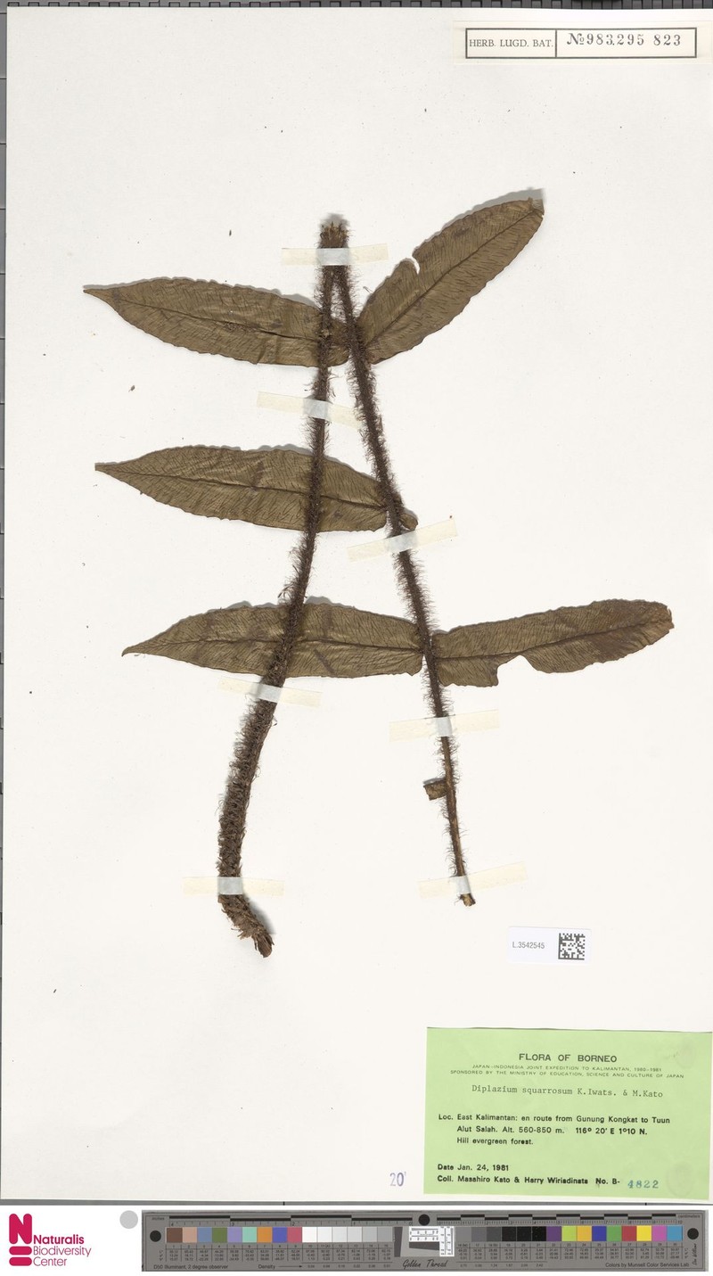 Diplazium squarrosum photo 3