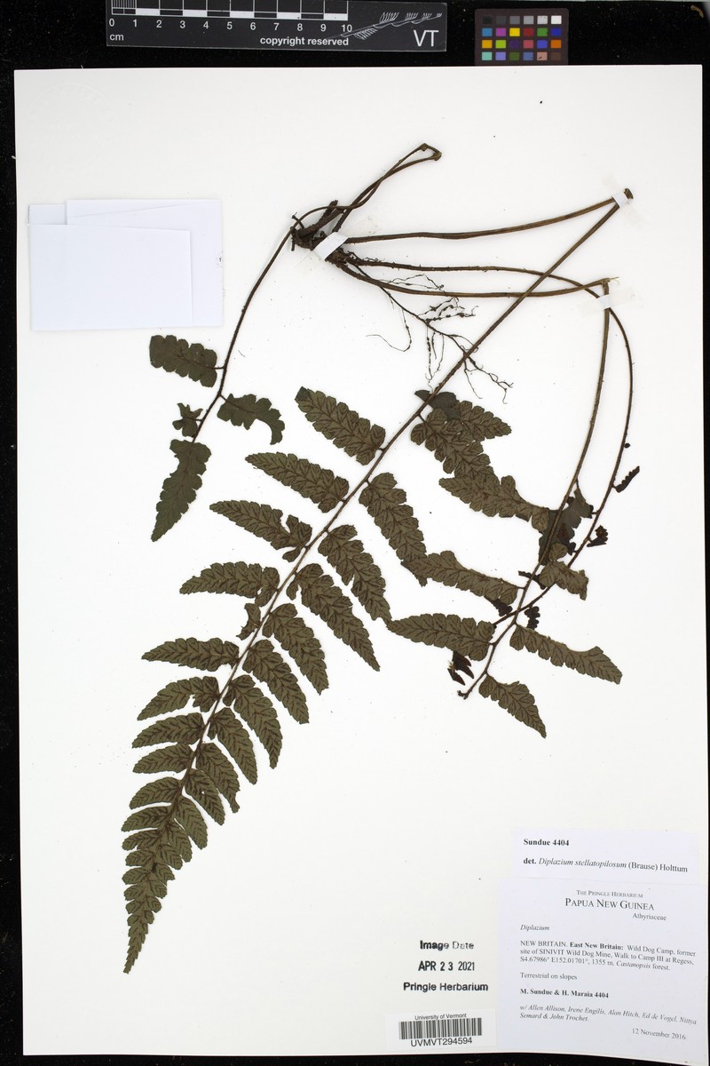 Diplazium stellatopilosum
