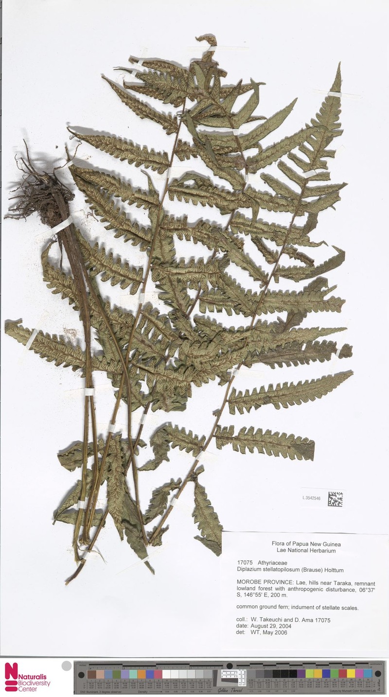 Diplazium stellatopilosum photo 2