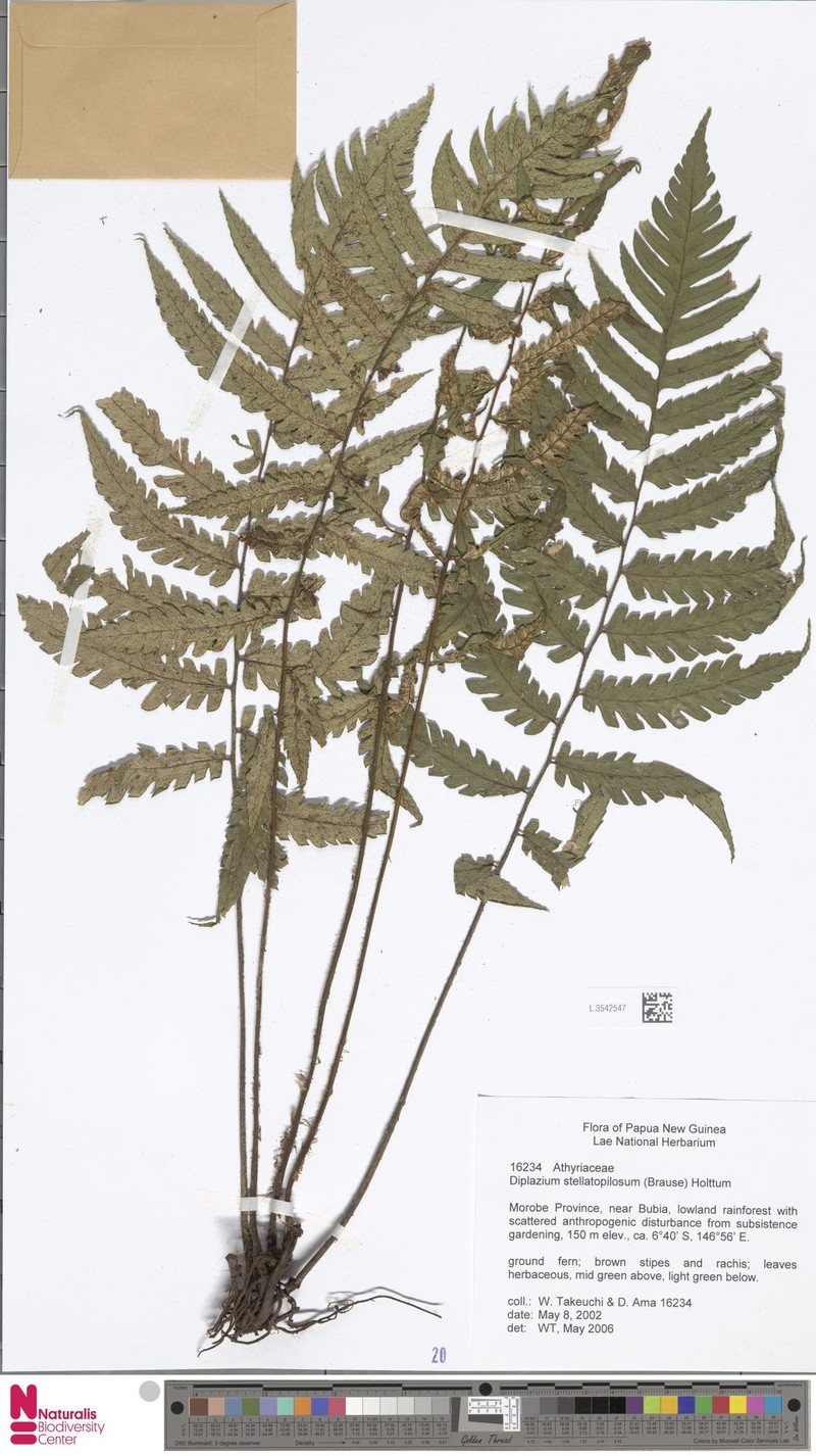 Diplazium stellatopilosum photo 3