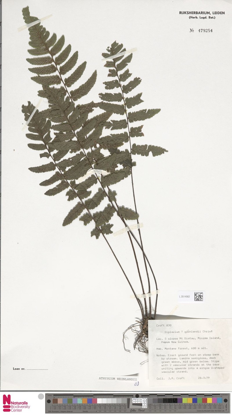Diplazium stellatopilosum photo 4