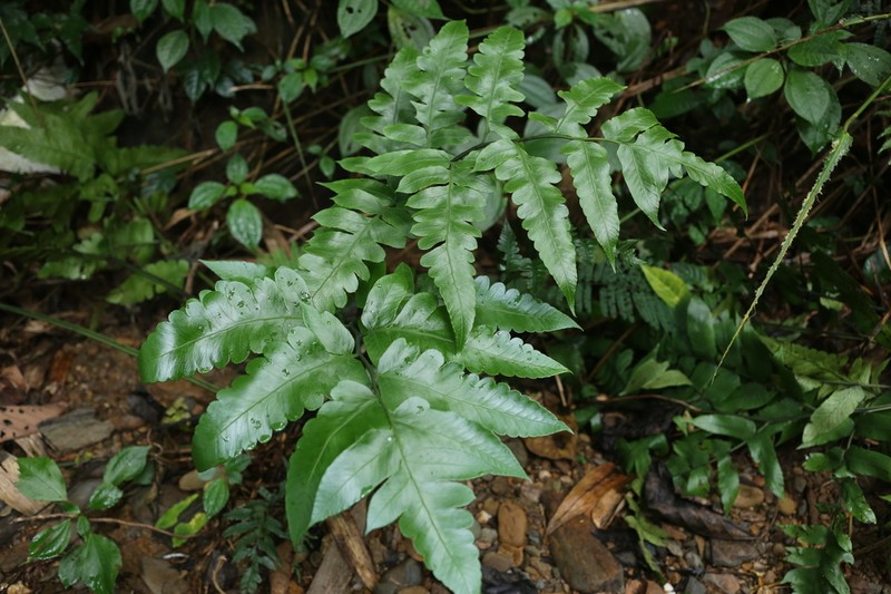 Diplazium stenochlamys