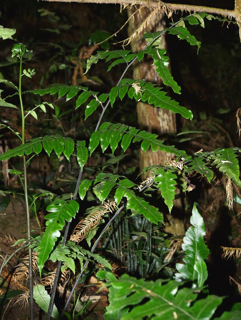 Diplazium stenochlamys photo 2