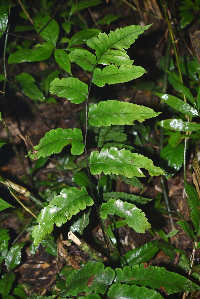 Diplazium stenochlamys photo 3