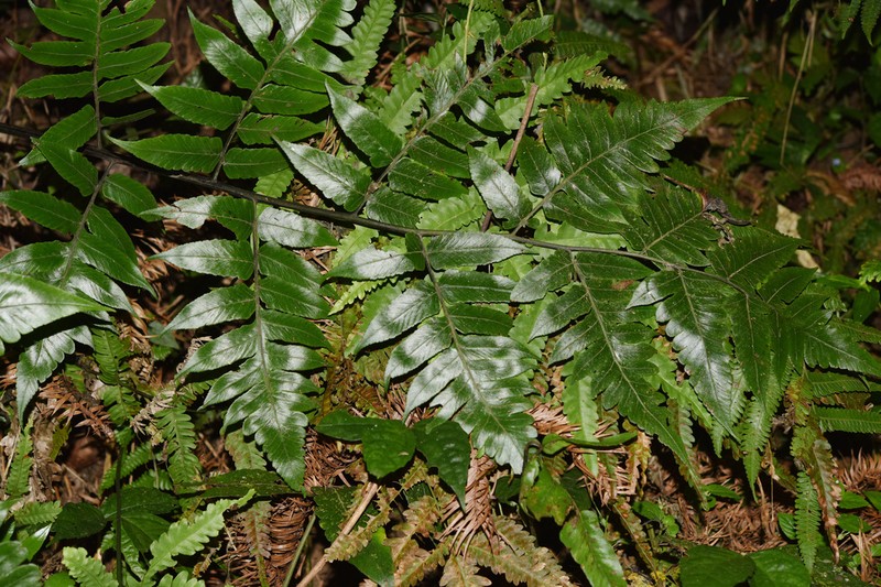 Diplazium stenochlamys photo 4