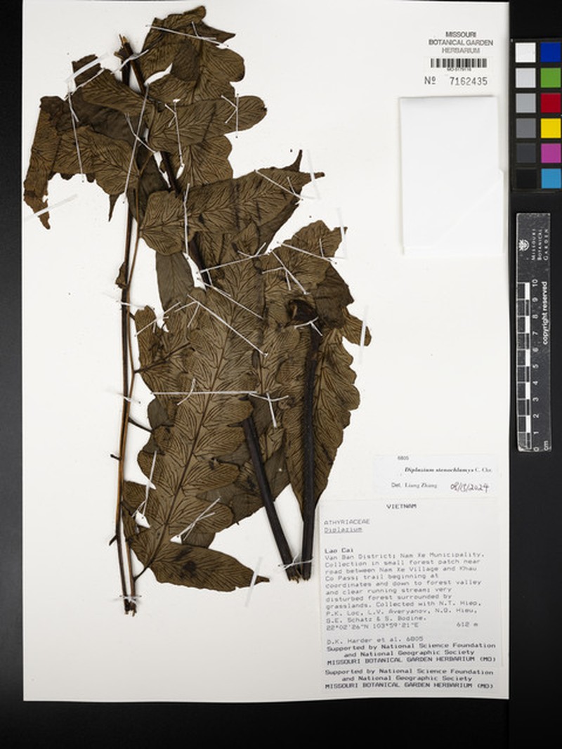 Diplazium stenochlamys photo 6