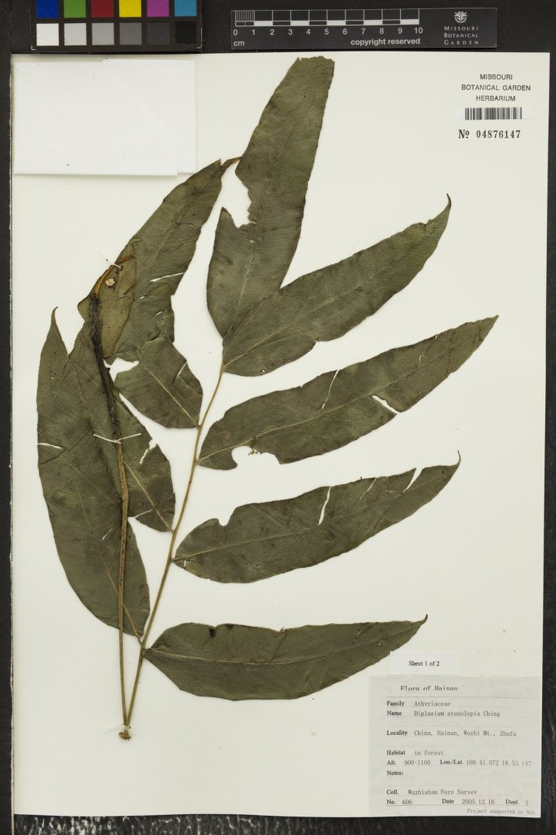 Diplazium stenolepis
