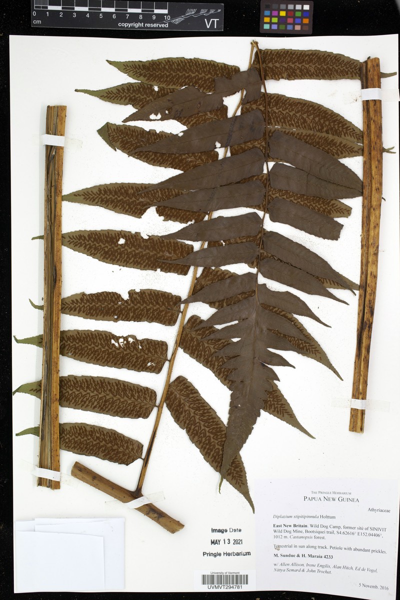 Diplazium stipitipinnula