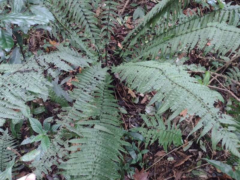 Diplazium stoliczkae photo 2