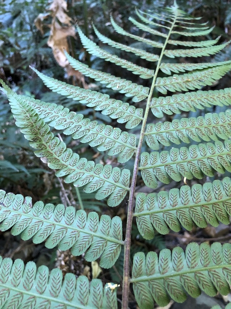 Diplazium striatastrum