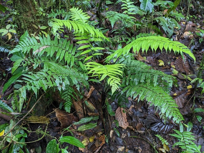 Diplazium striatastrum photo 2