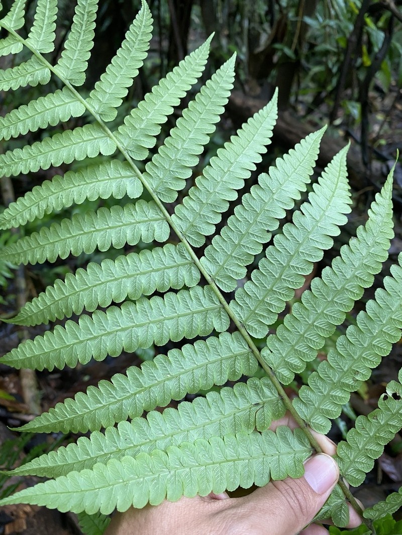 Diplazium striatastrum photo 3