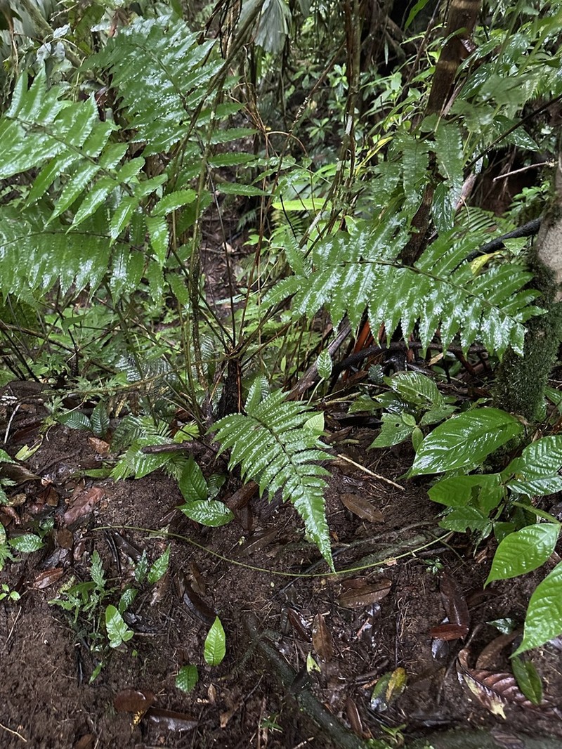Diplazium striatastrum photo 4