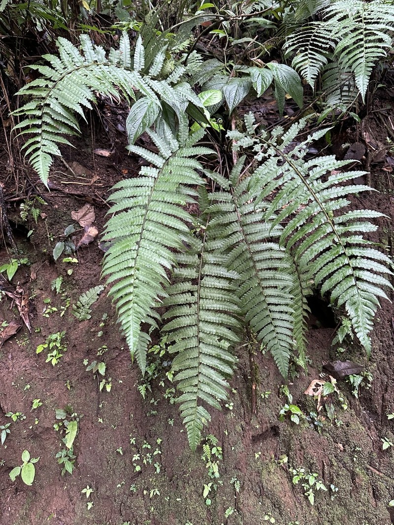 Diplazium striatastrum photo 7