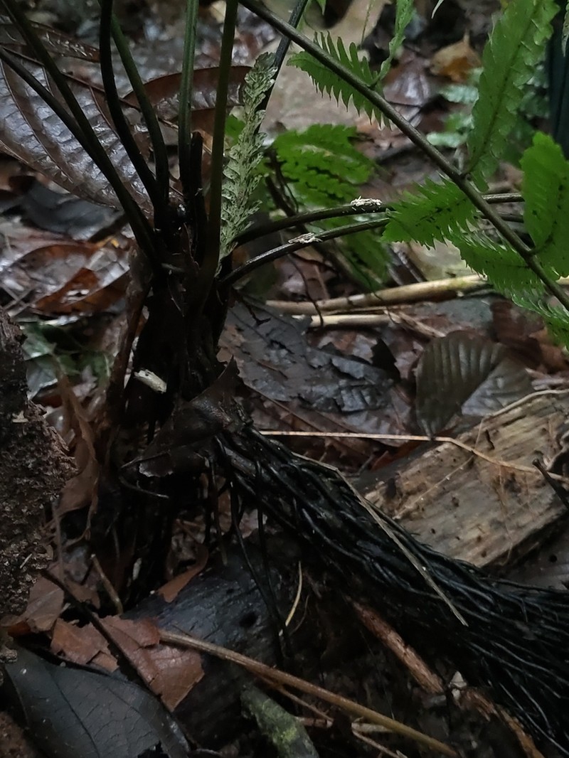 Diplazium striatastrum photo 8