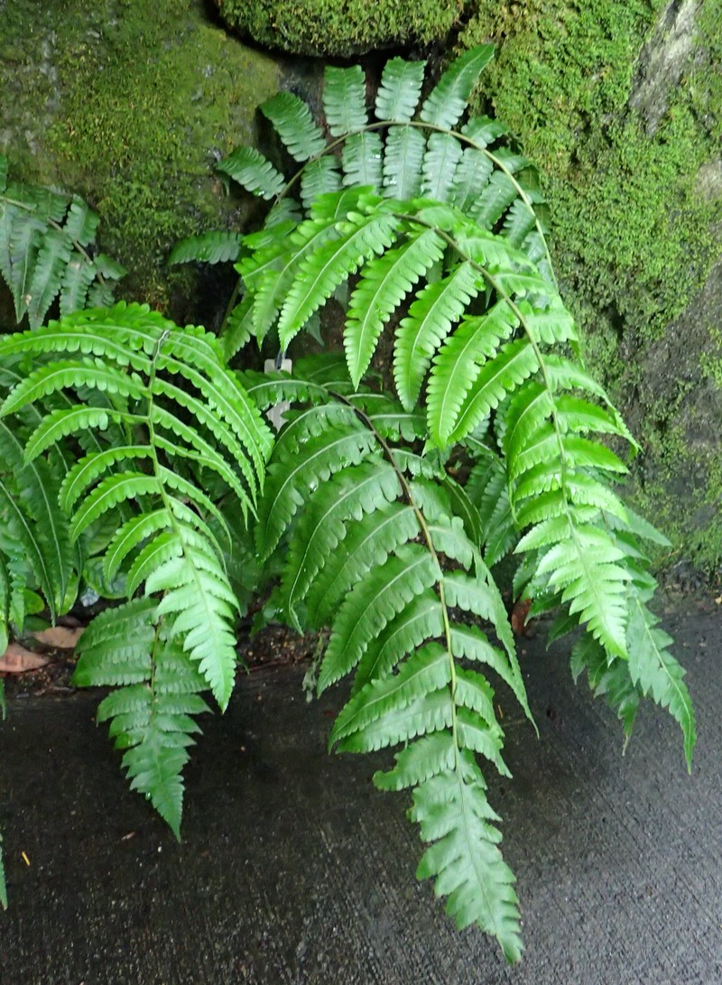 Striped Twinsorus Fern