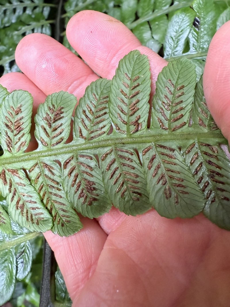 Striped Twinsorus Fern