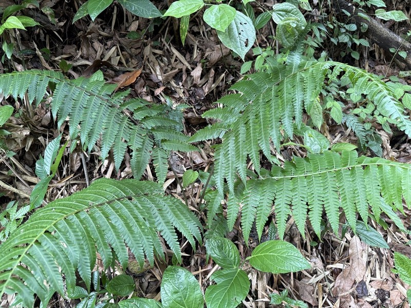 Striped Twinsorus Fern photo 2