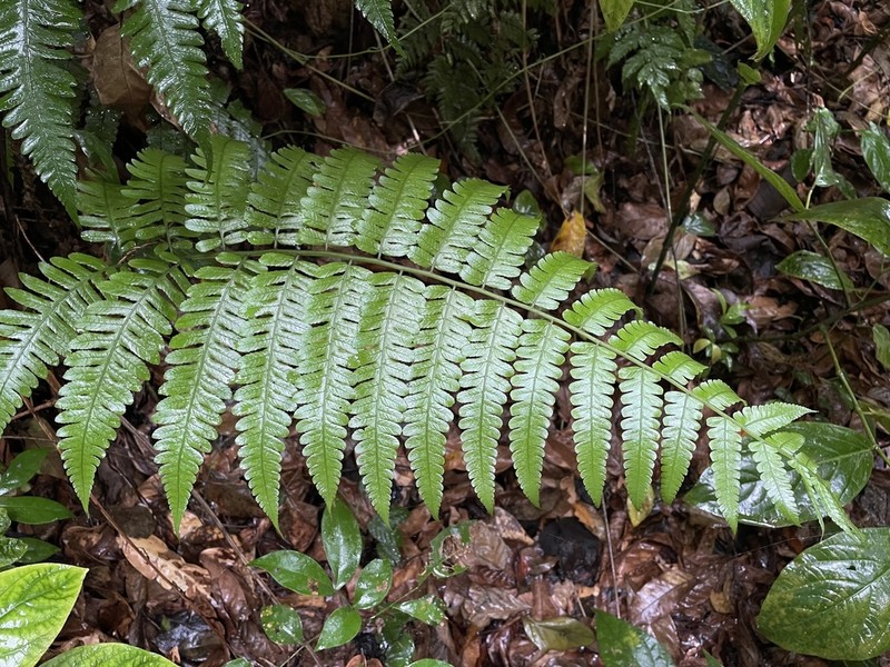 Striped Twinsorus Fern photo 4