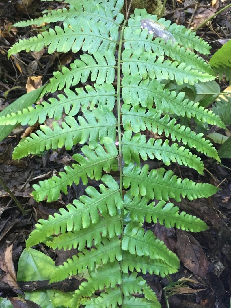 Striped Twinsorus Fern photo 5