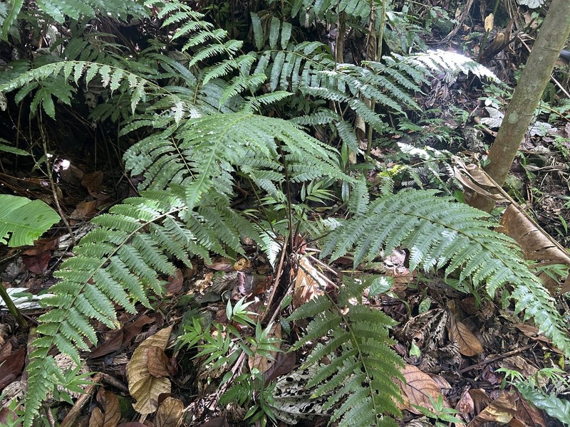 Striped Twinsorus Fern photo 6