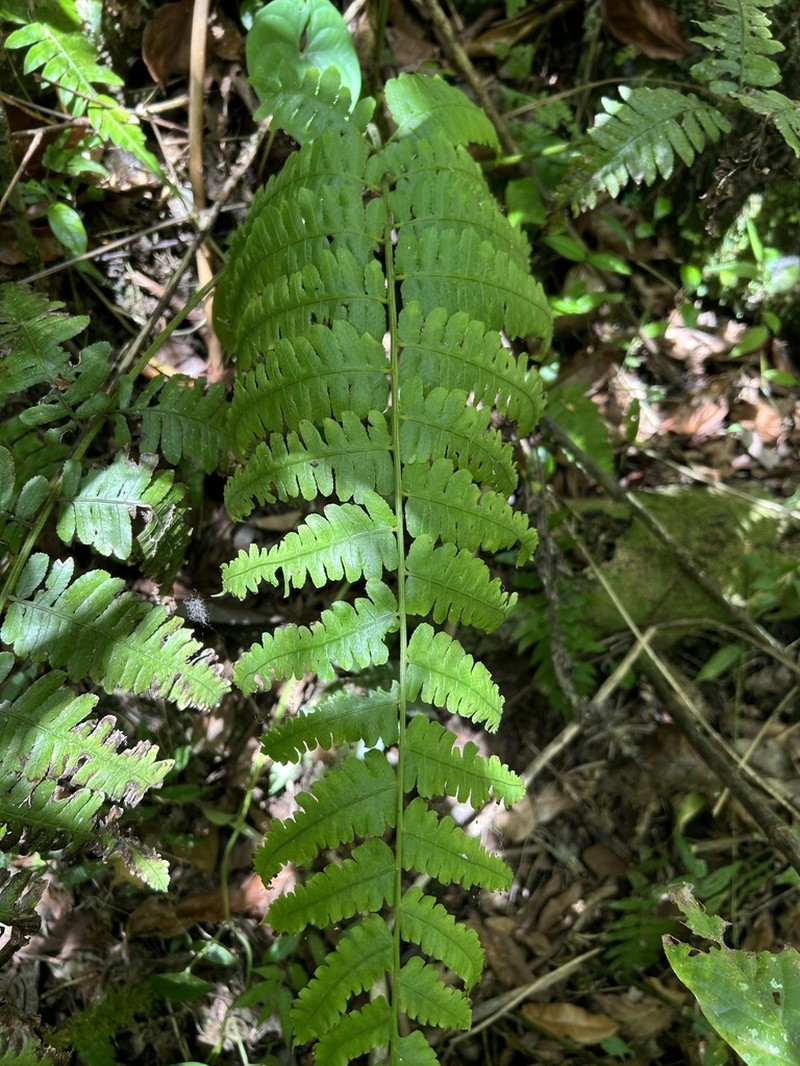 Striped Twinsorus Fern photo 7