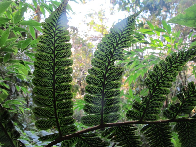 Striped Twinsorus Fern photo 8