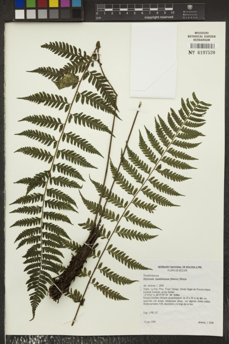 Diplazium stuebelianum
