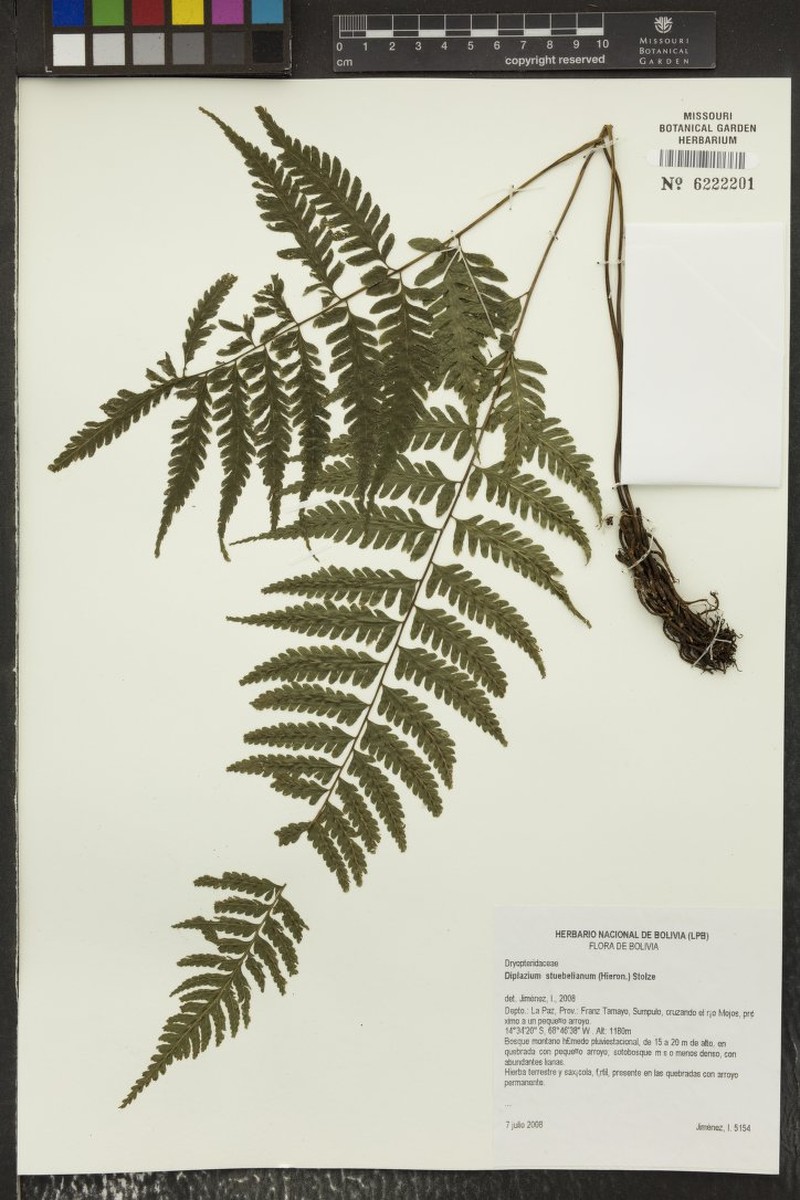 Diplazium stuebelianum photo 2