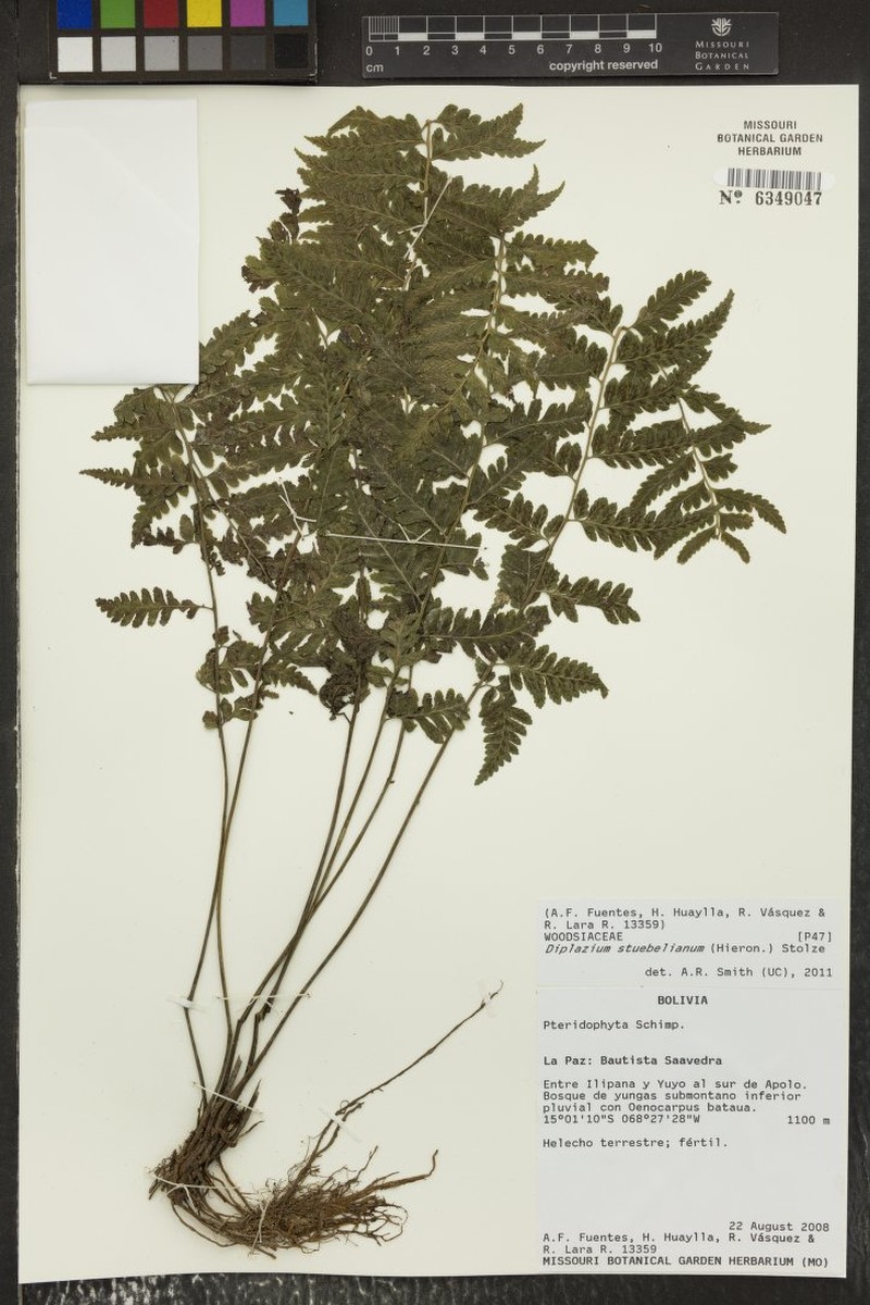 Diplazium stuebelianum photo 3
