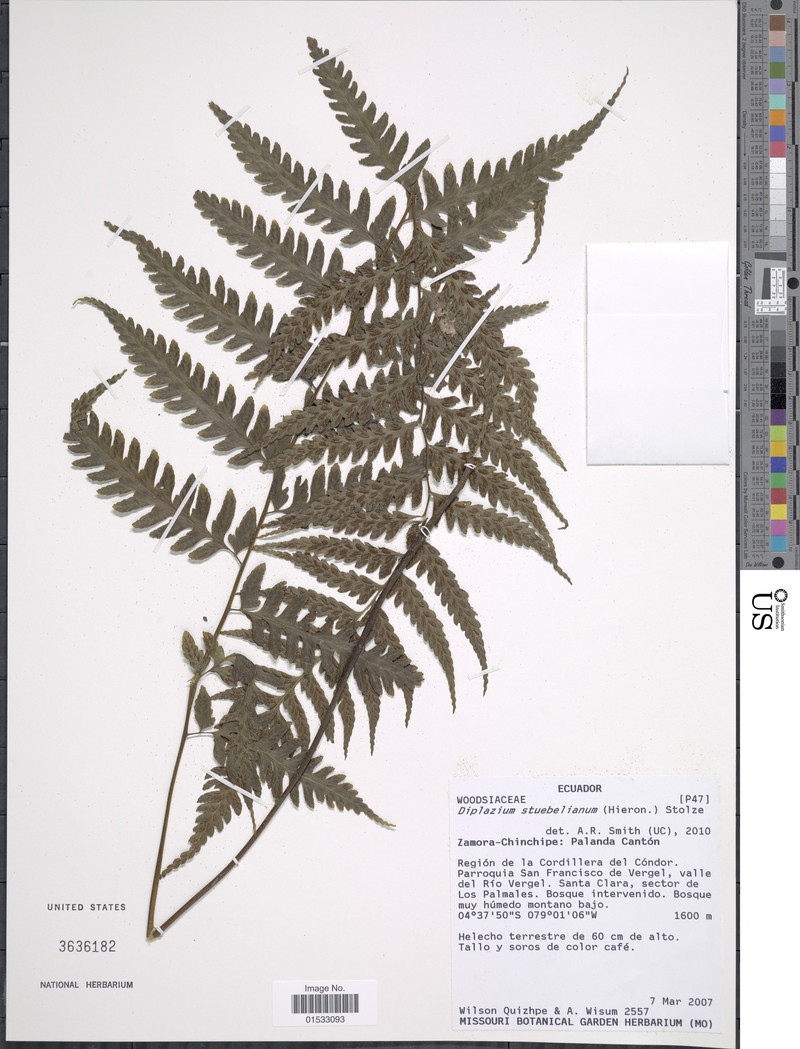 Diplazium stuebelianum photo 4