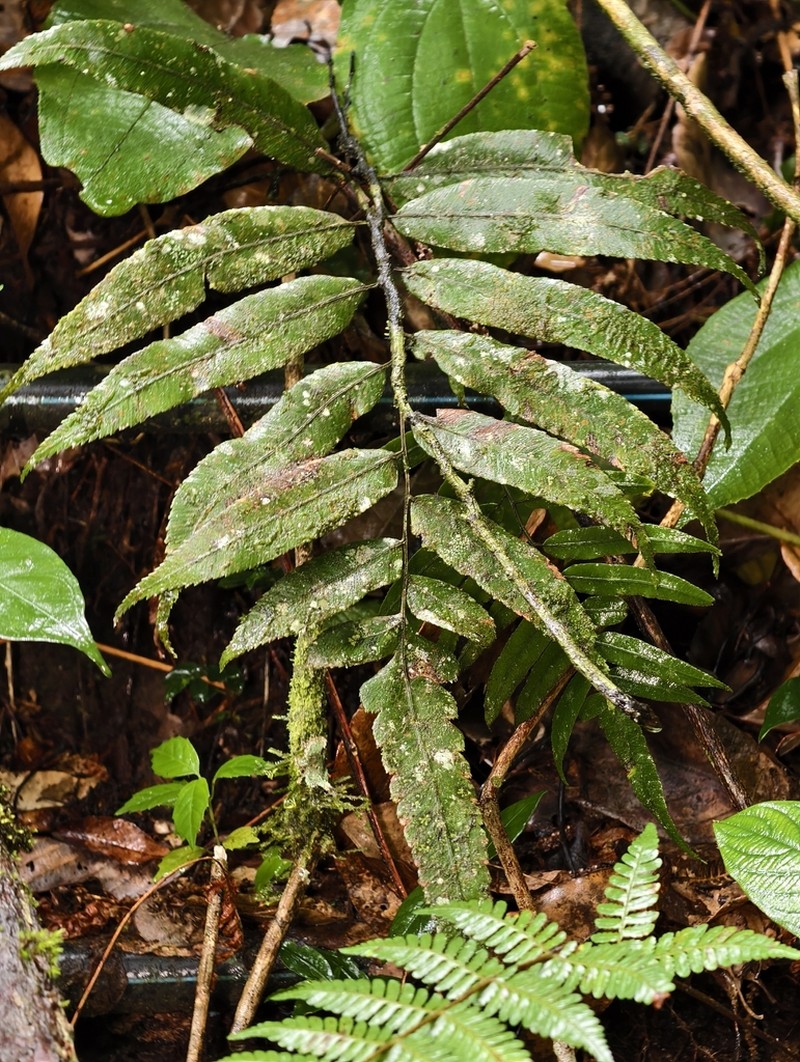 Diplazium subintegrum photo 6